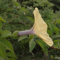 Ipomoea tuberculata Ker Gawl.